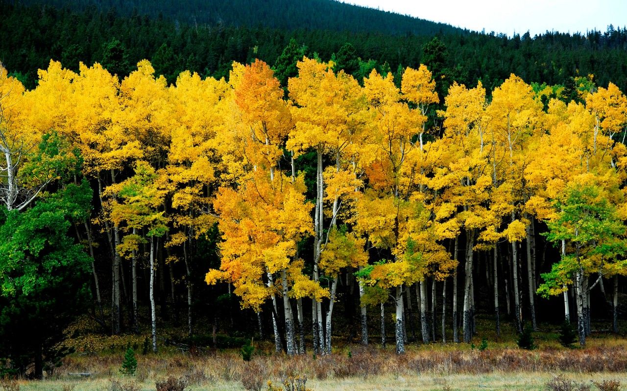 Fondo de pantalla de árbol 1280x800