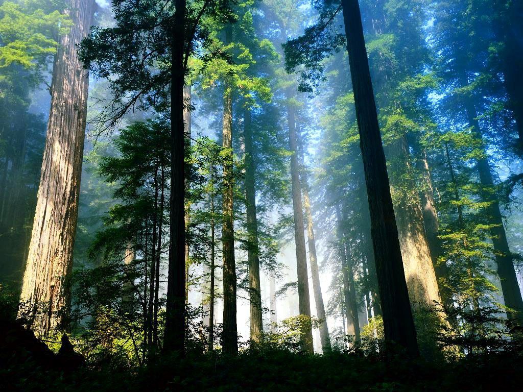 Fondo de pantalla de árbol 1024x768