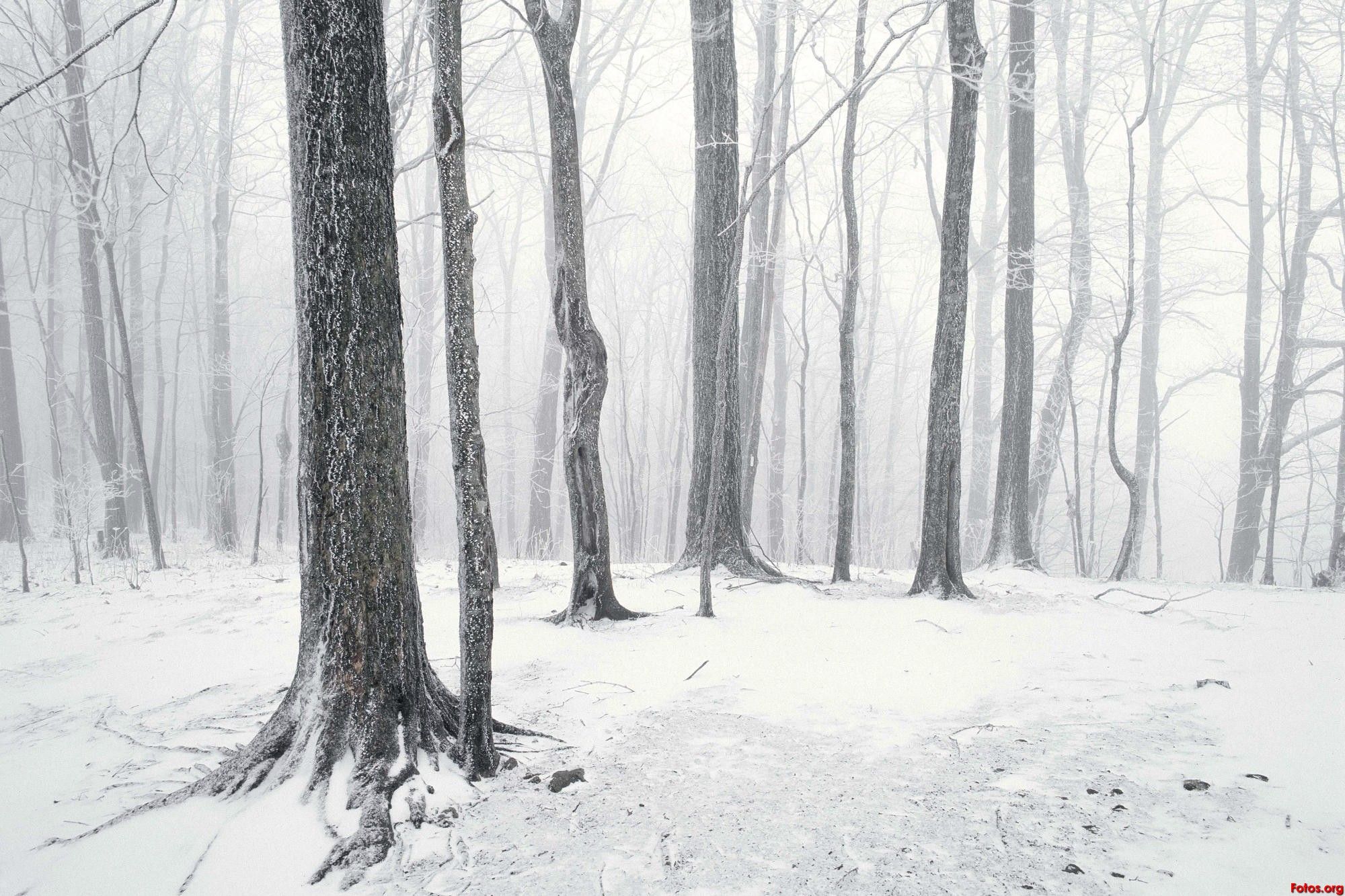 Fondo de pantalla de árbol 2000x1333