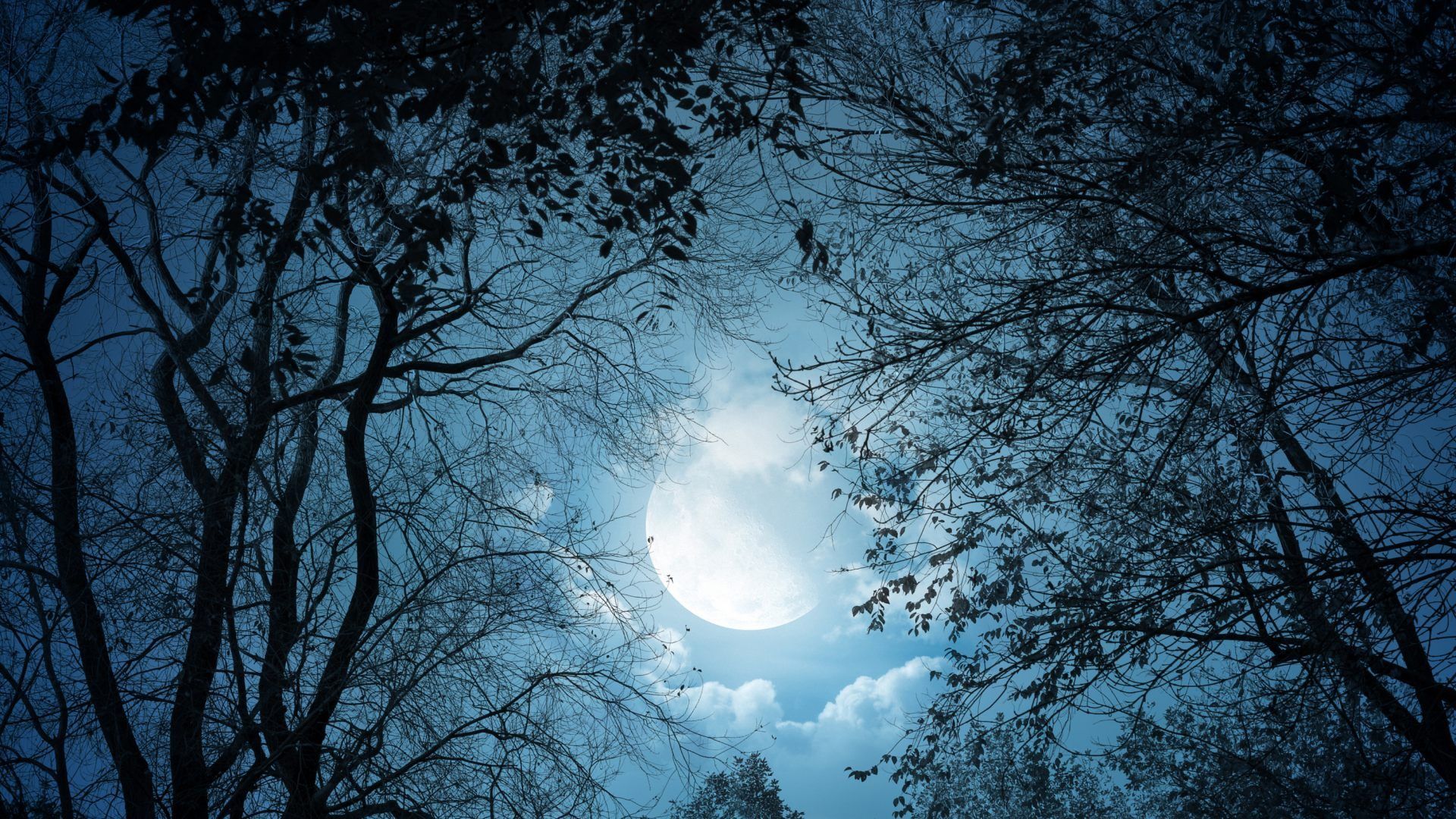 Fondo de pantalla de árbol 1920x1080