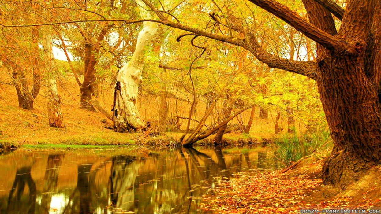 Fondo de pantalla de árbol 1245x700