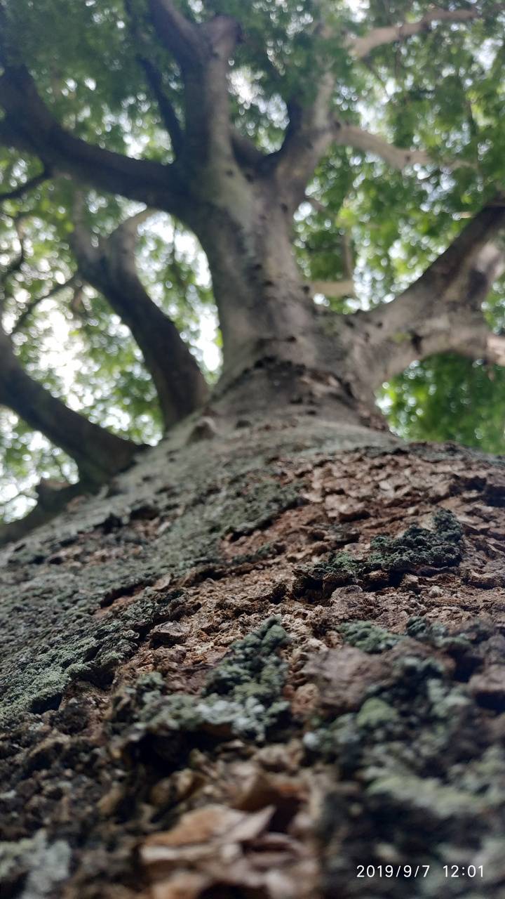 Fondo de pantalla de árbol 720x1280