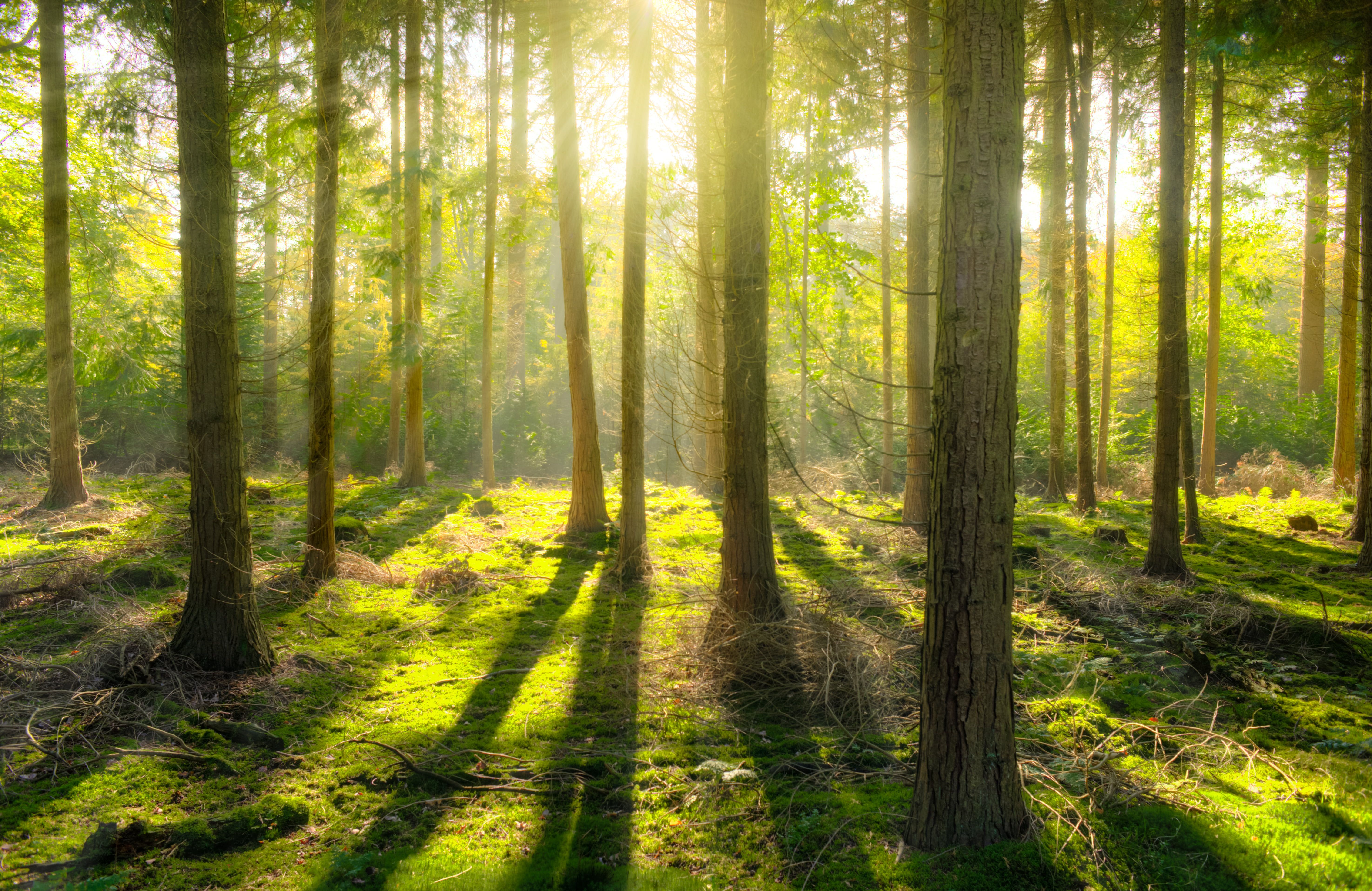Fondo de pantalla de árbol 5898x3831