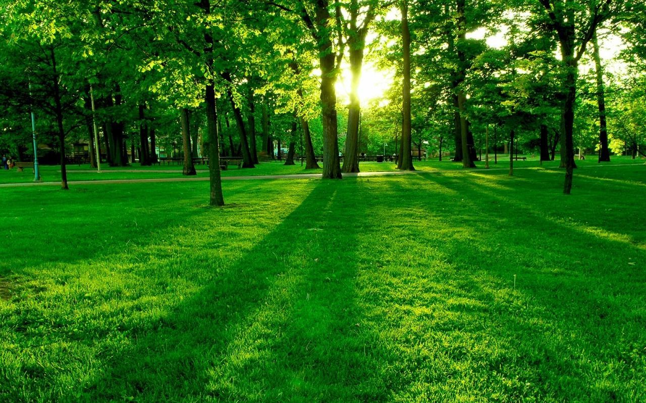 Fondo de pantalla de árbol 1280x800