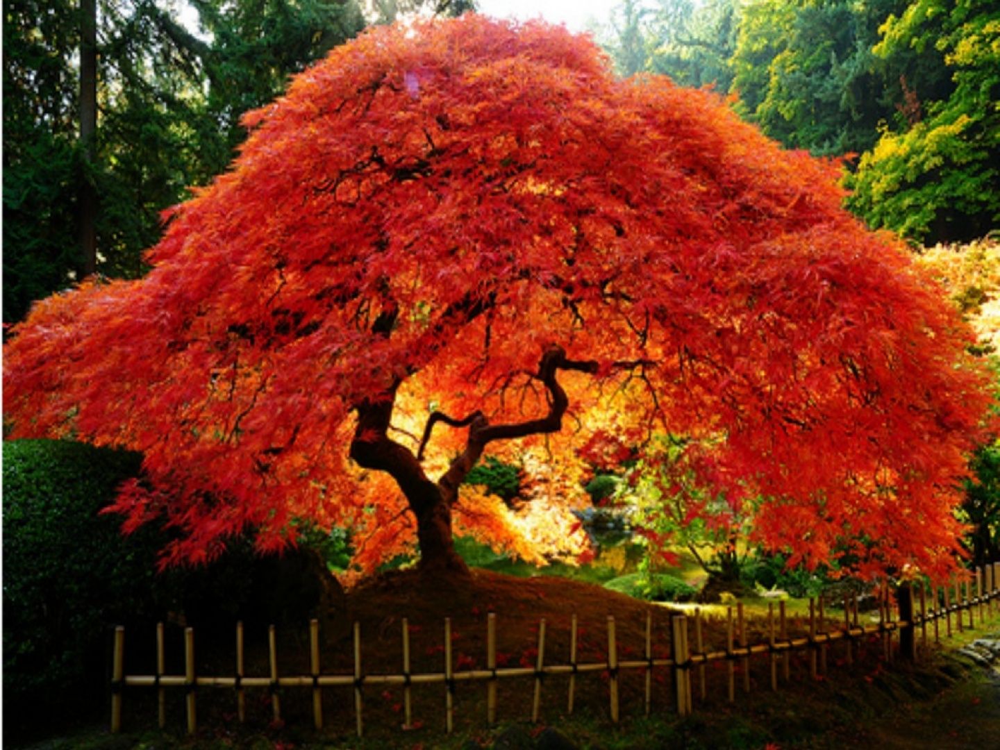 Fondo de pantalla de árbol 1440x1080