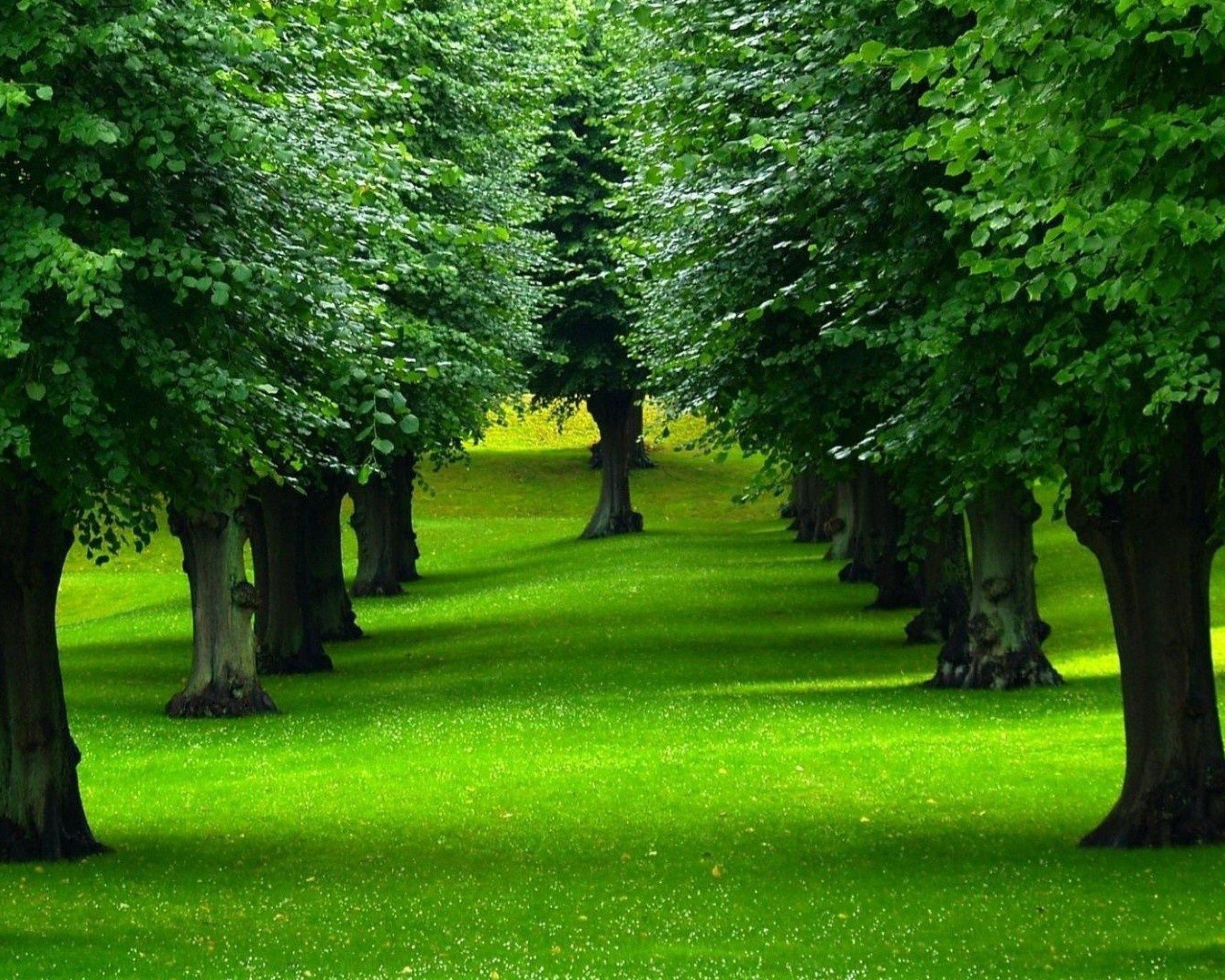 Fondo de pantalla de árbol 2560x2048