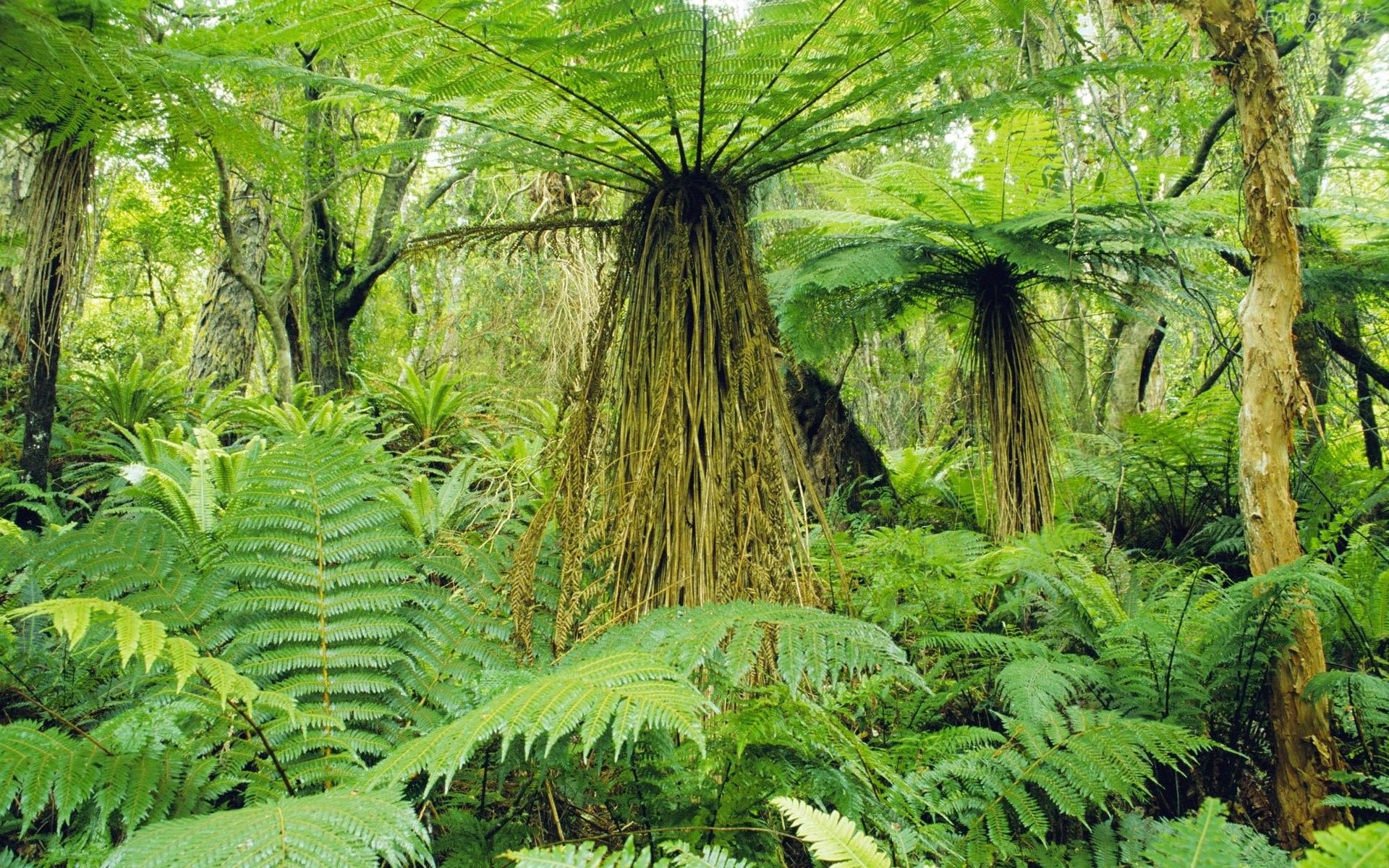 Fondo de pantalla de árbol 1920x1200
