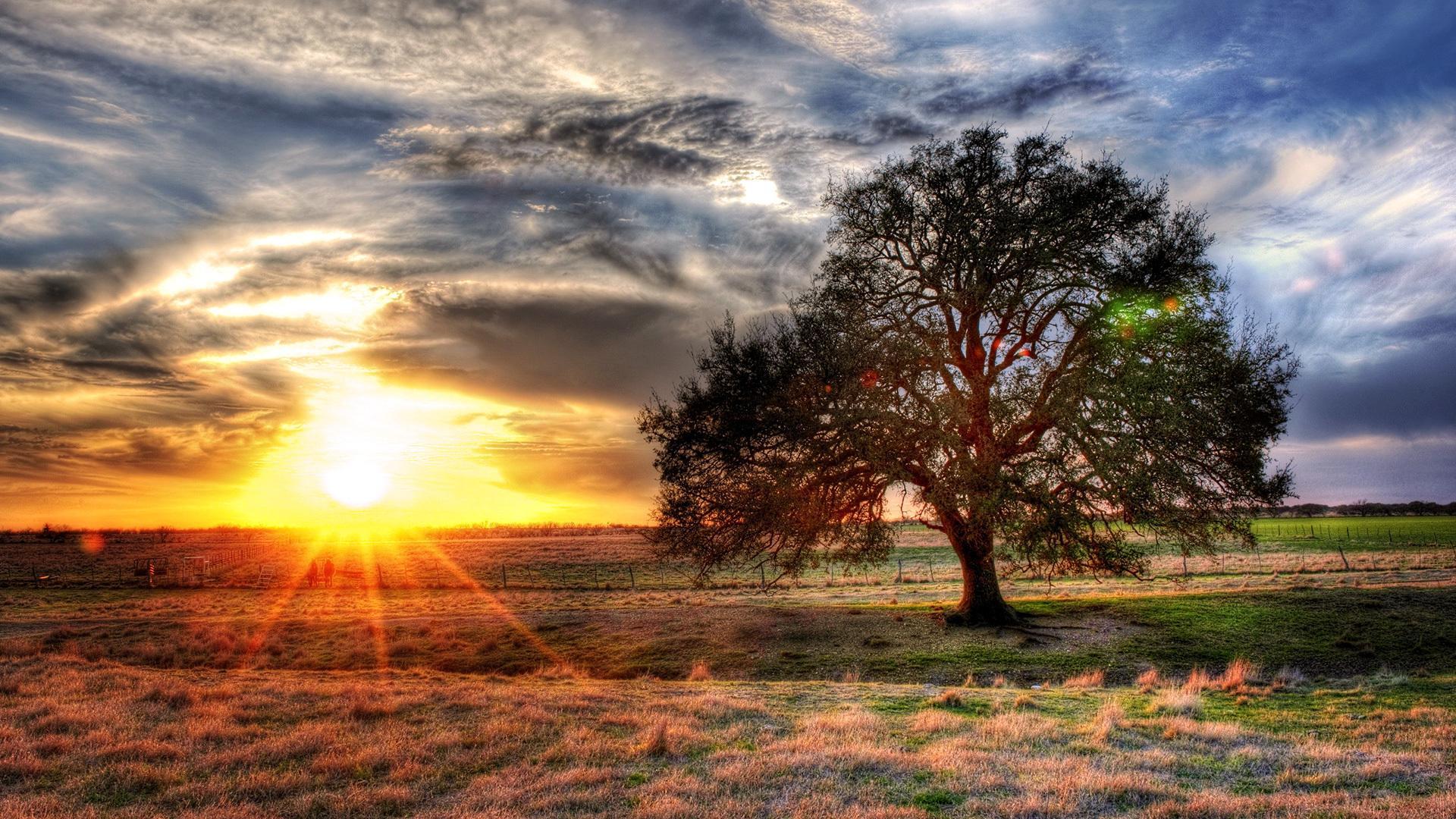 Fondo de pantalla de árbol 1920x1080