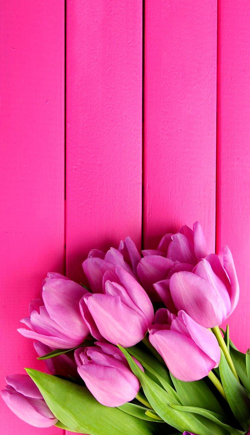 Fondo de pantalla de tulipán 808x1408