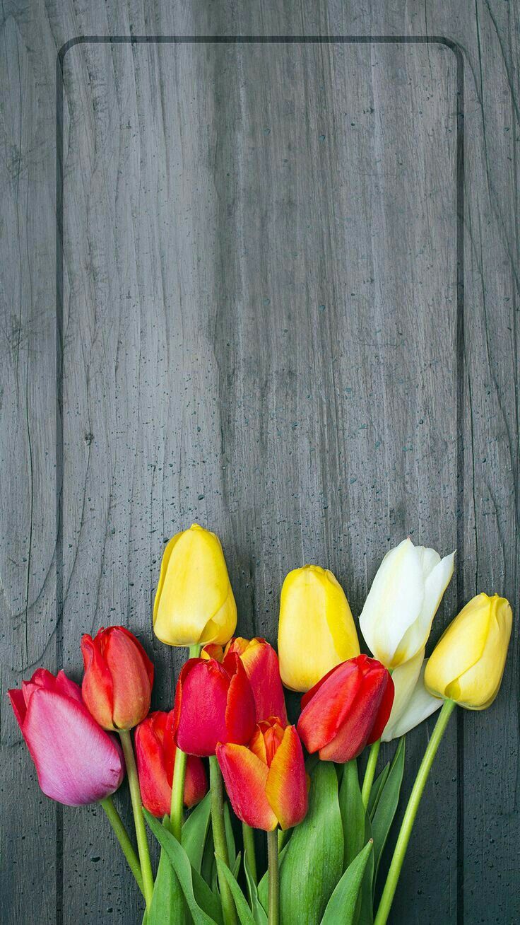 Fondo de pantalla de tulipán 736x1308