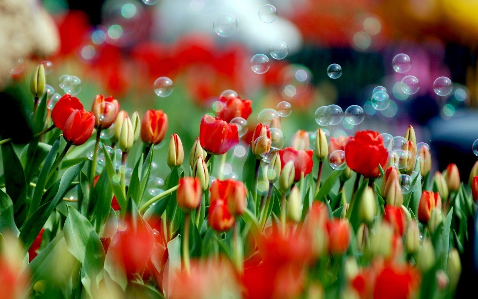Fondo de pantalla de tulipán 1600x1000
