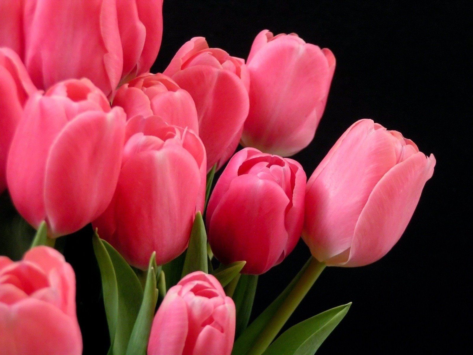 Fondo de pantalla de tulipán 1600x1200