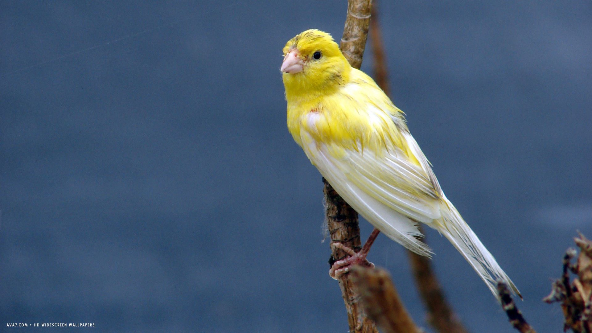 canary tree bird fondos de pantalla panorámicos hd / fondos de pájaros