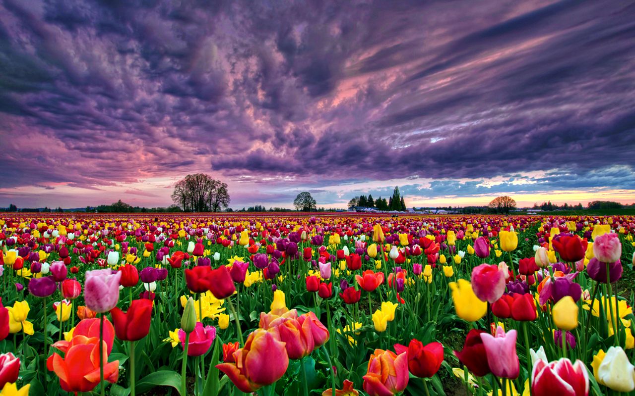 Fondo de pantalla de tulipán 1280x800