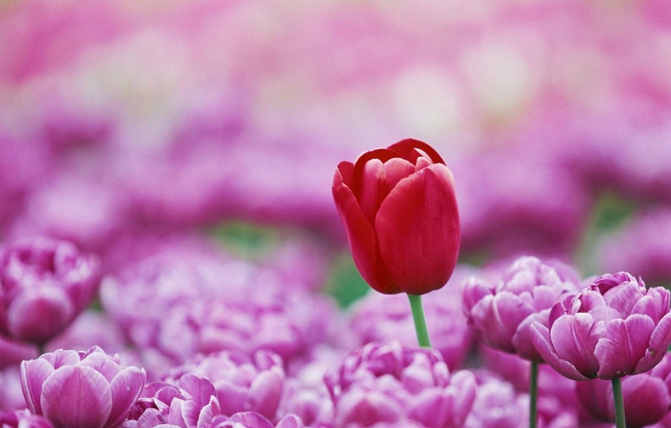 Fondo de pantalla de tulipán 1332x850