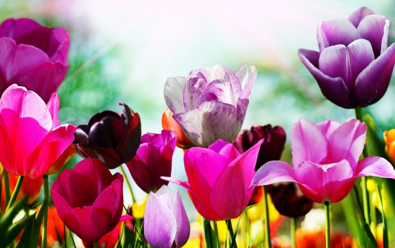 Fondo de pantalla de tulipán 1280x804
