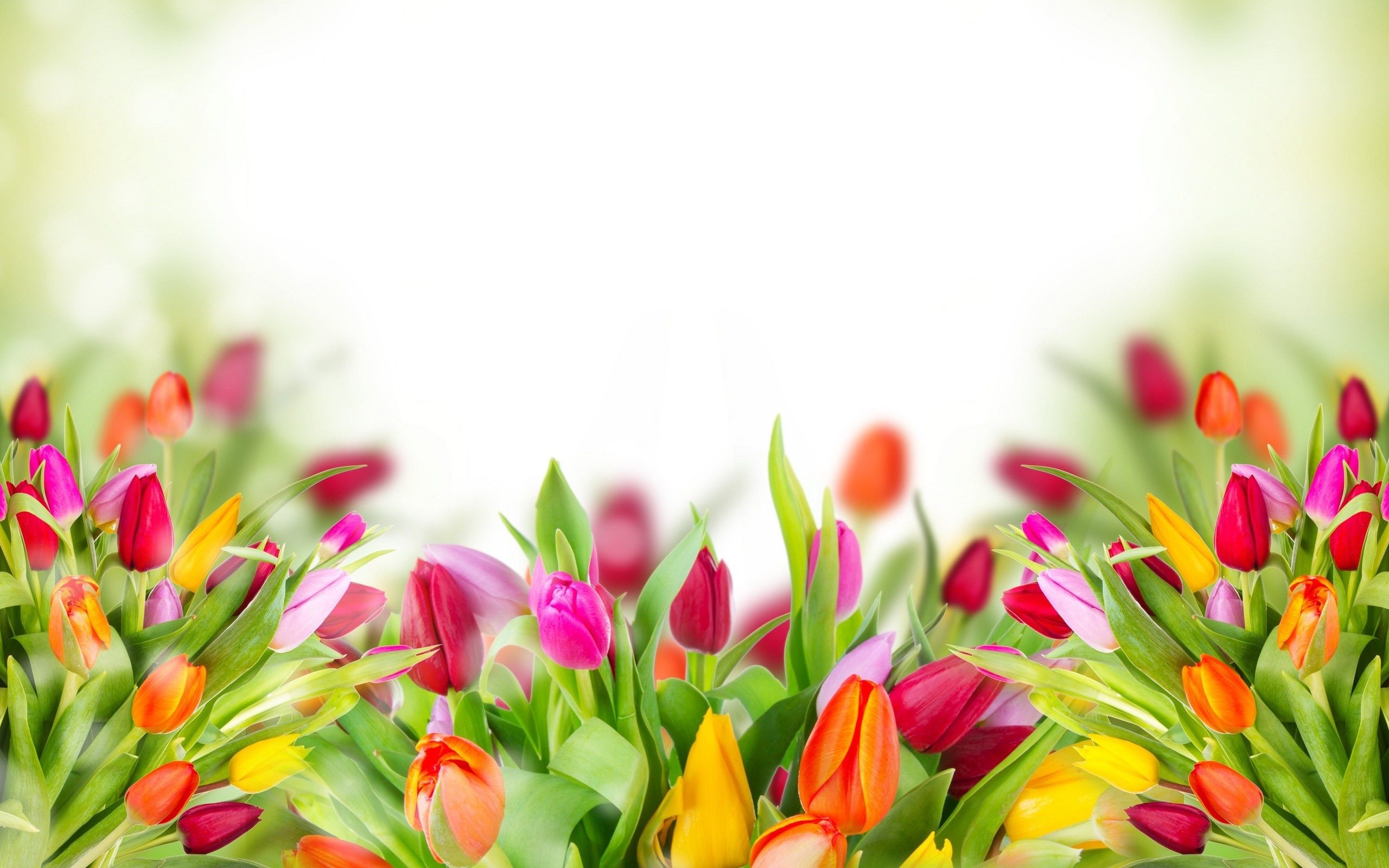 Fondo de pantalla de tulipán 2560x1600