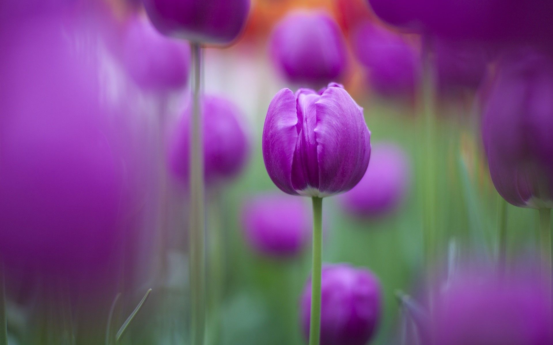 Fondo de pantalla de tulipán 1920x1200