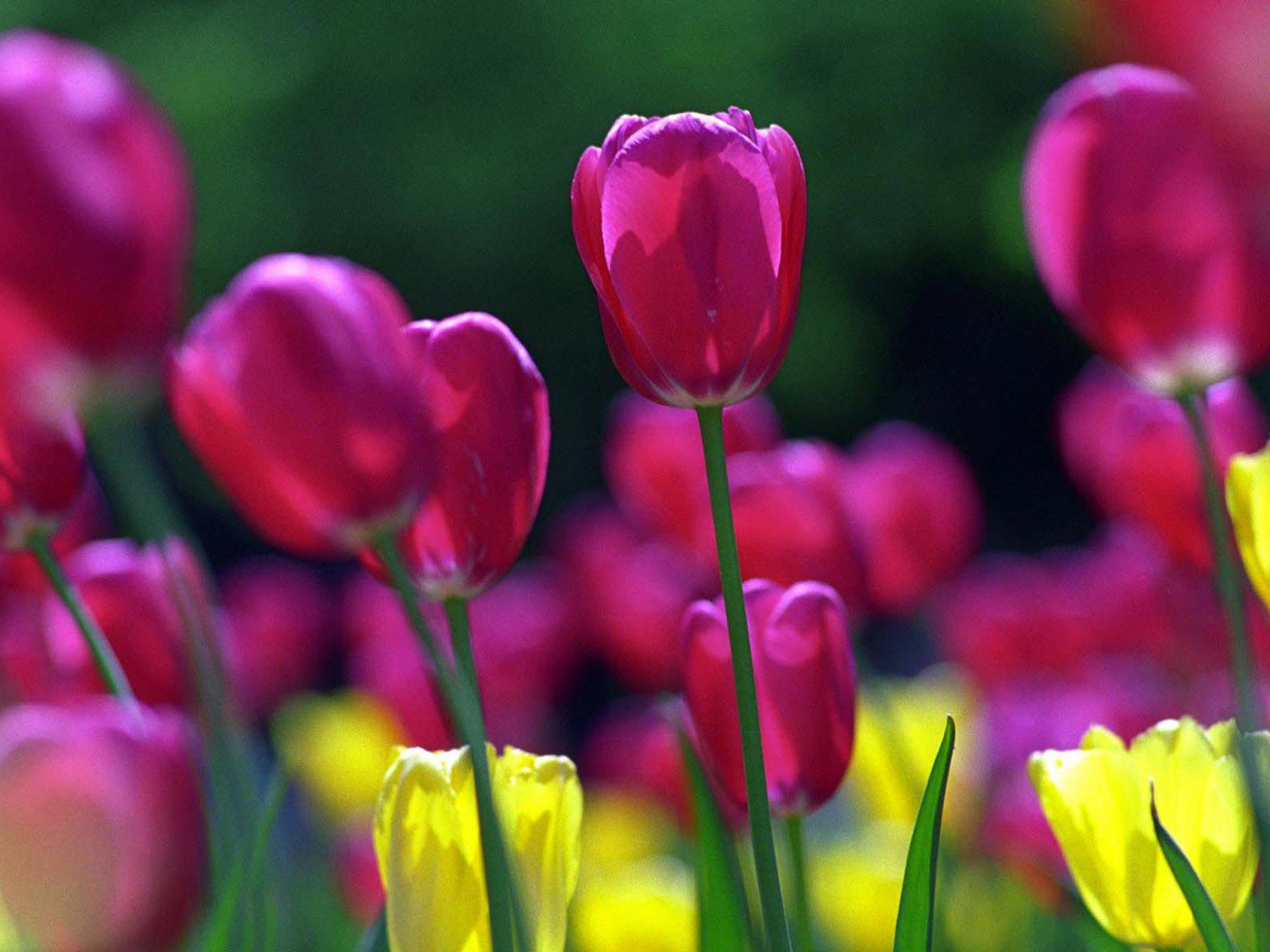 Fondo de pantalla de tulipán 1600x1200