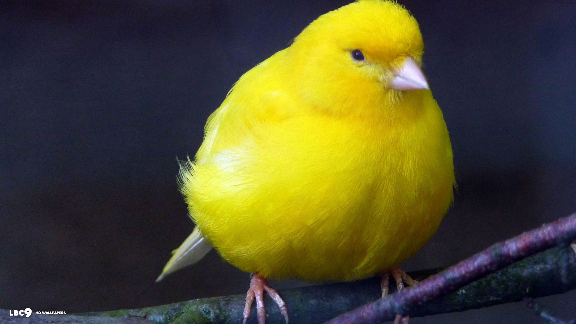 Canarias Fondos de pantalla HD | Imagen de fondo | 1920x1080 | ID: 439295