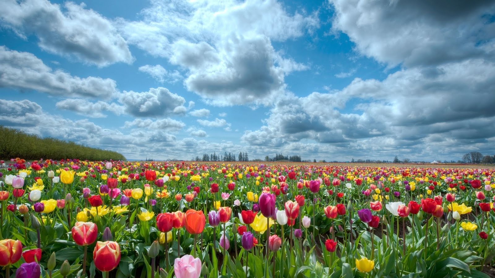 Fondo de pantalla de tulipán 1600x900