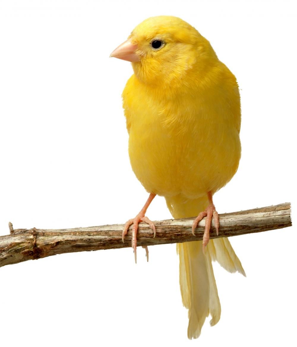 Animales Canarios 1000x1169 - 100% Calidad HD Wallpapers