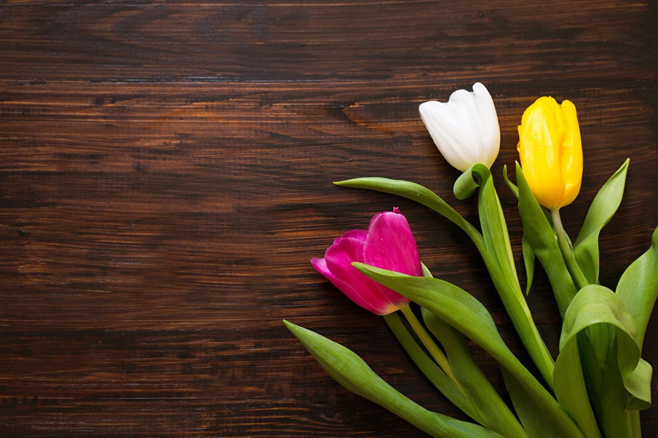 Fondo de pantalla de tulipán 1280x853