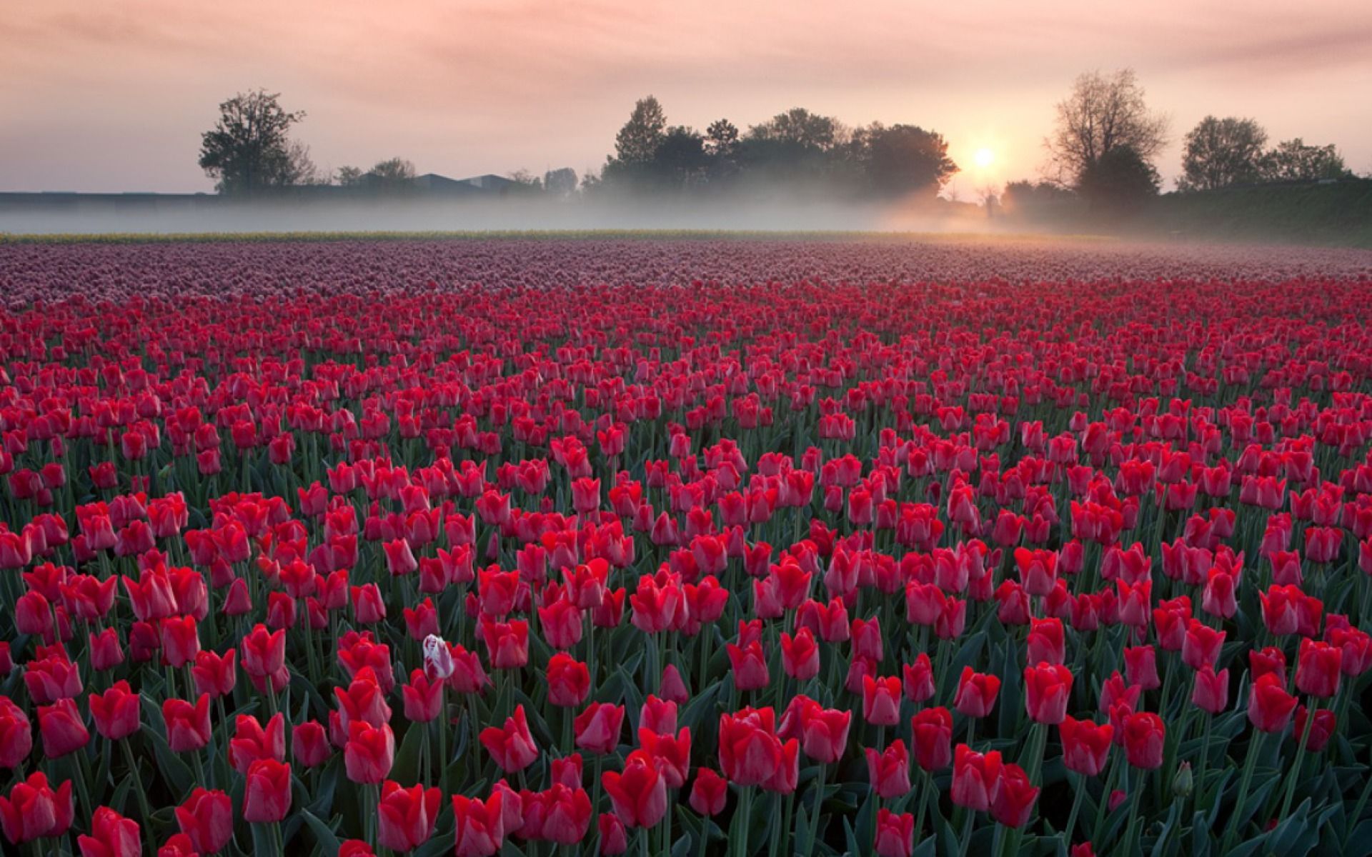 Fondo de pantalla de tulipán 1920x1200