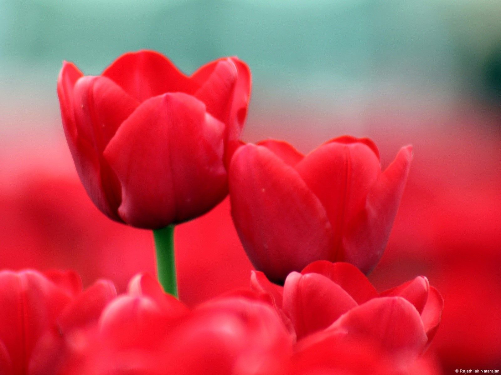 Fondo de pantalla de tulipán 1600x1200