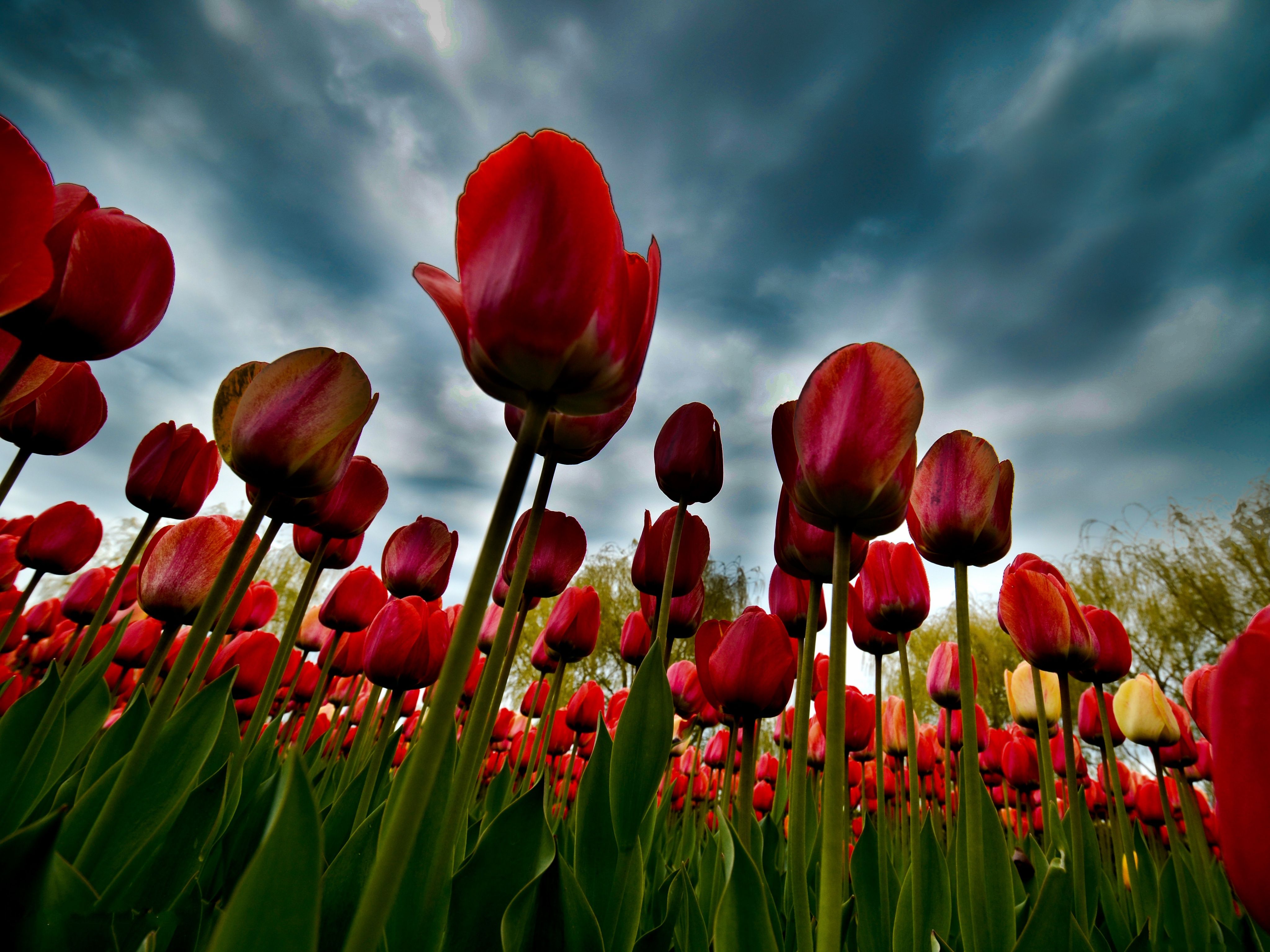 Fondo de pantalla de tulipán 4096x3072