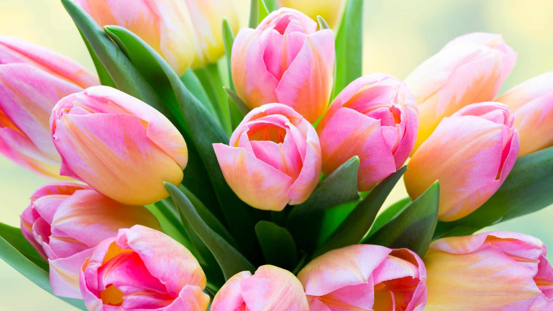 Fondo de pantalla de tulipán 1920x1080