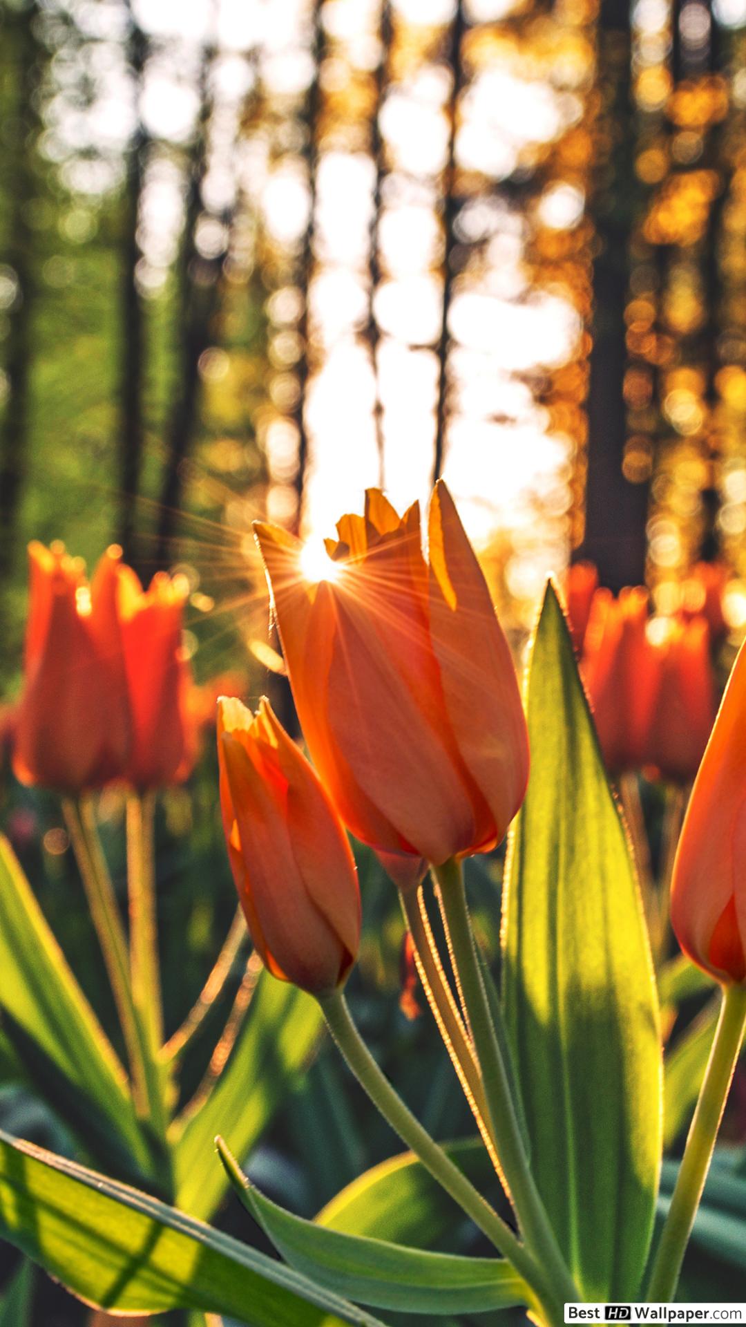 Fondo de pantalla de tulipán 1080x1920