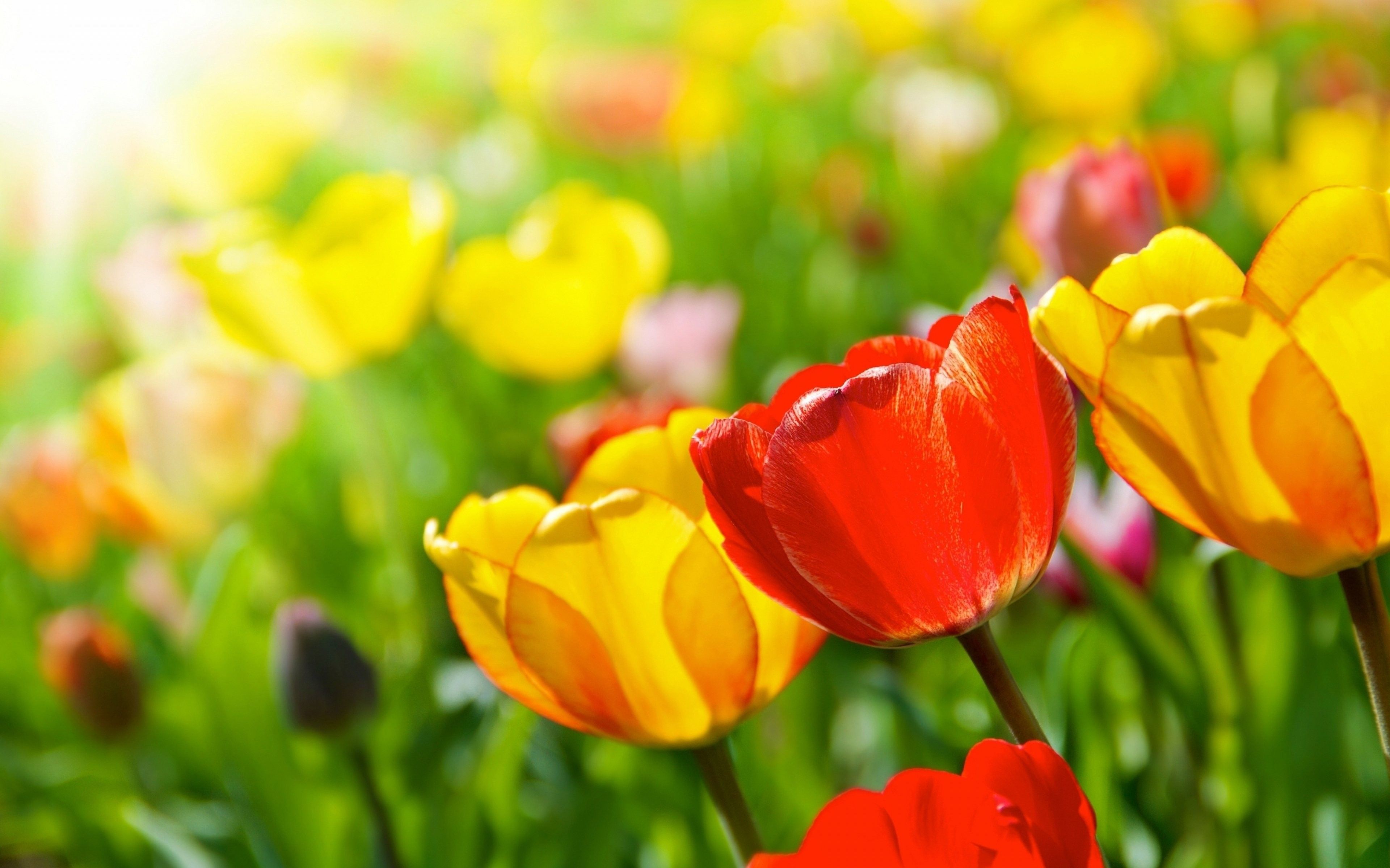 Fondo de pantalla de tulipán 3840x2400