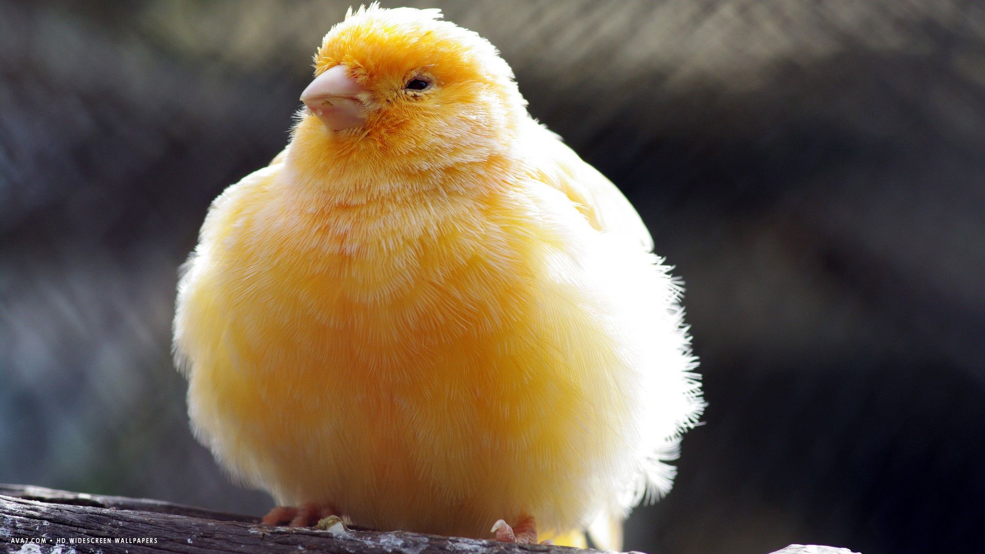 canary mullido canary bird hd fondo de pantalla panorámica / fondos de aves