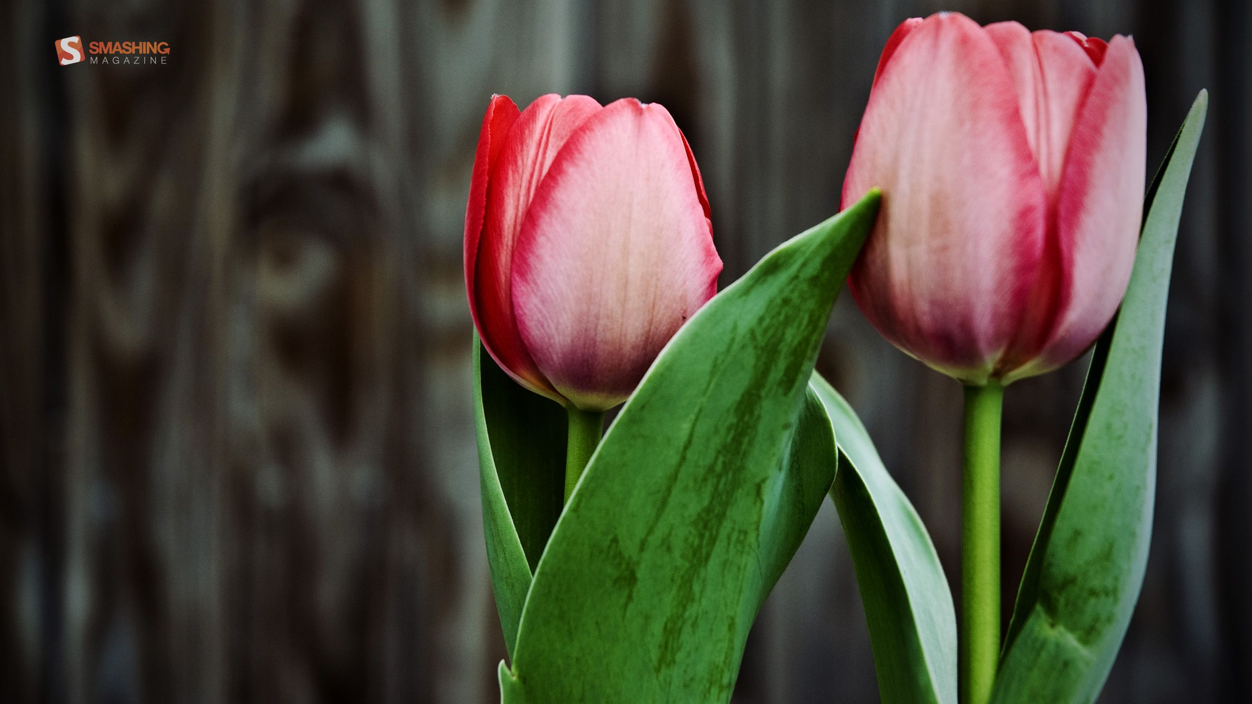 Fondo de pantalla de tulipán 2560x1440