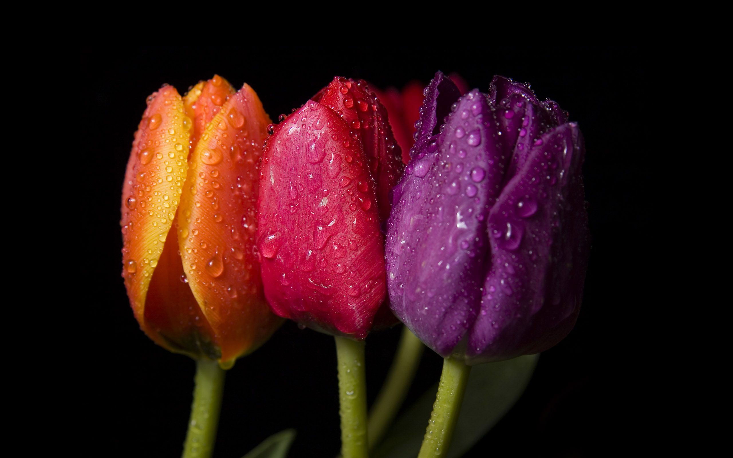 Fondo de pantalla de tulipán 2560x1600