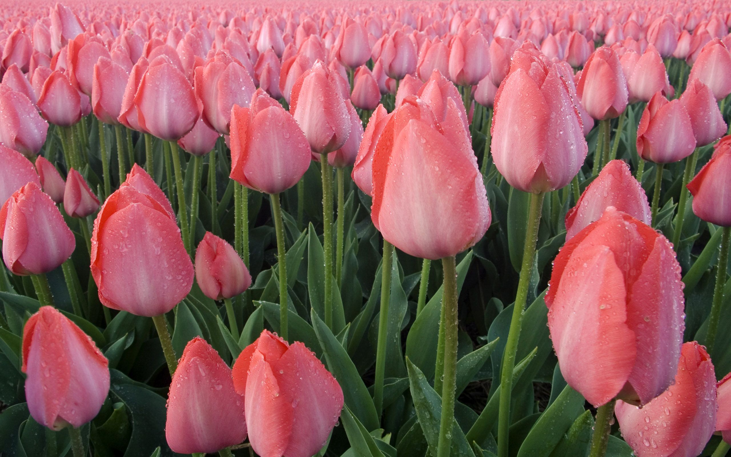 Fondo de pantalla de tulipán 2560x1600