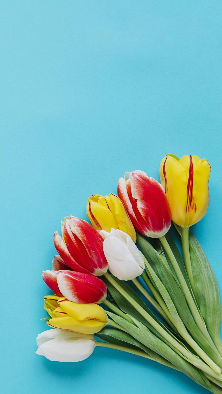 Fondo de pantalla de tulipán 720x1280