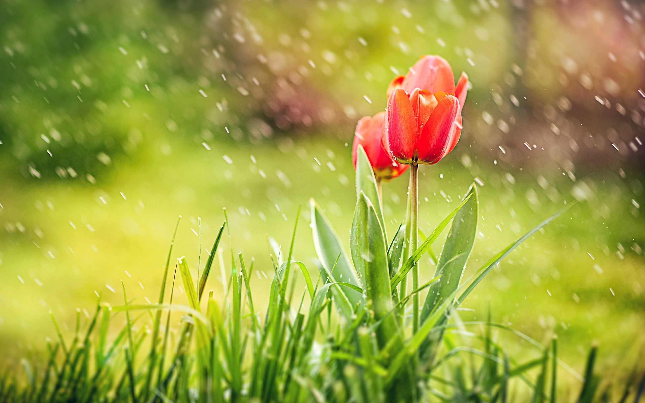 Fondo de pantalla de tulipán 2560x1600