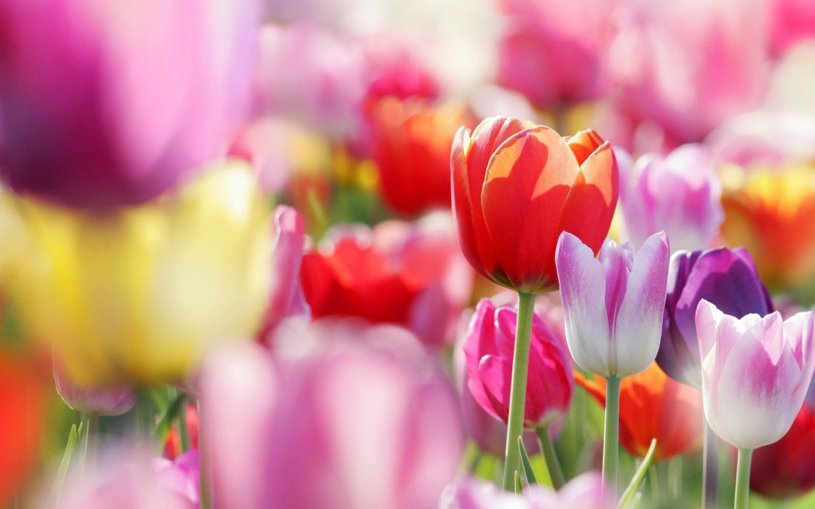 Fondo de pantalla de tulipán 1600x1000