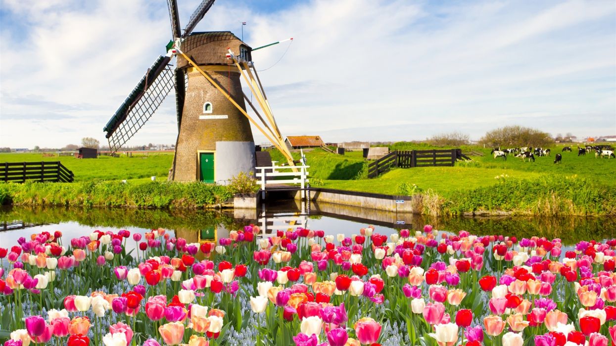 Fondo de pantalla de tulipán 1245x700