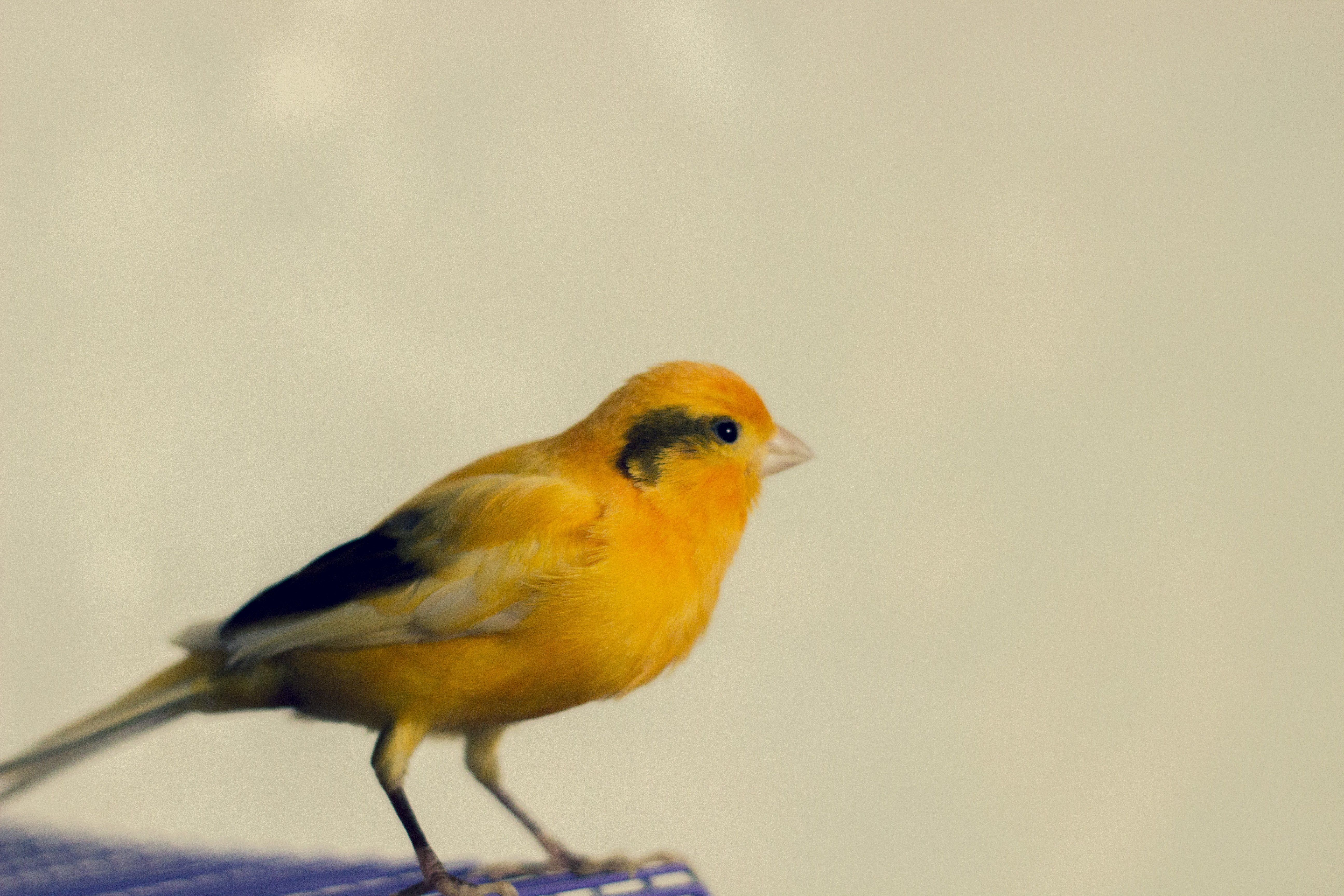 2991686 fotografía canarios animales pájaros papel tapiz y fondo