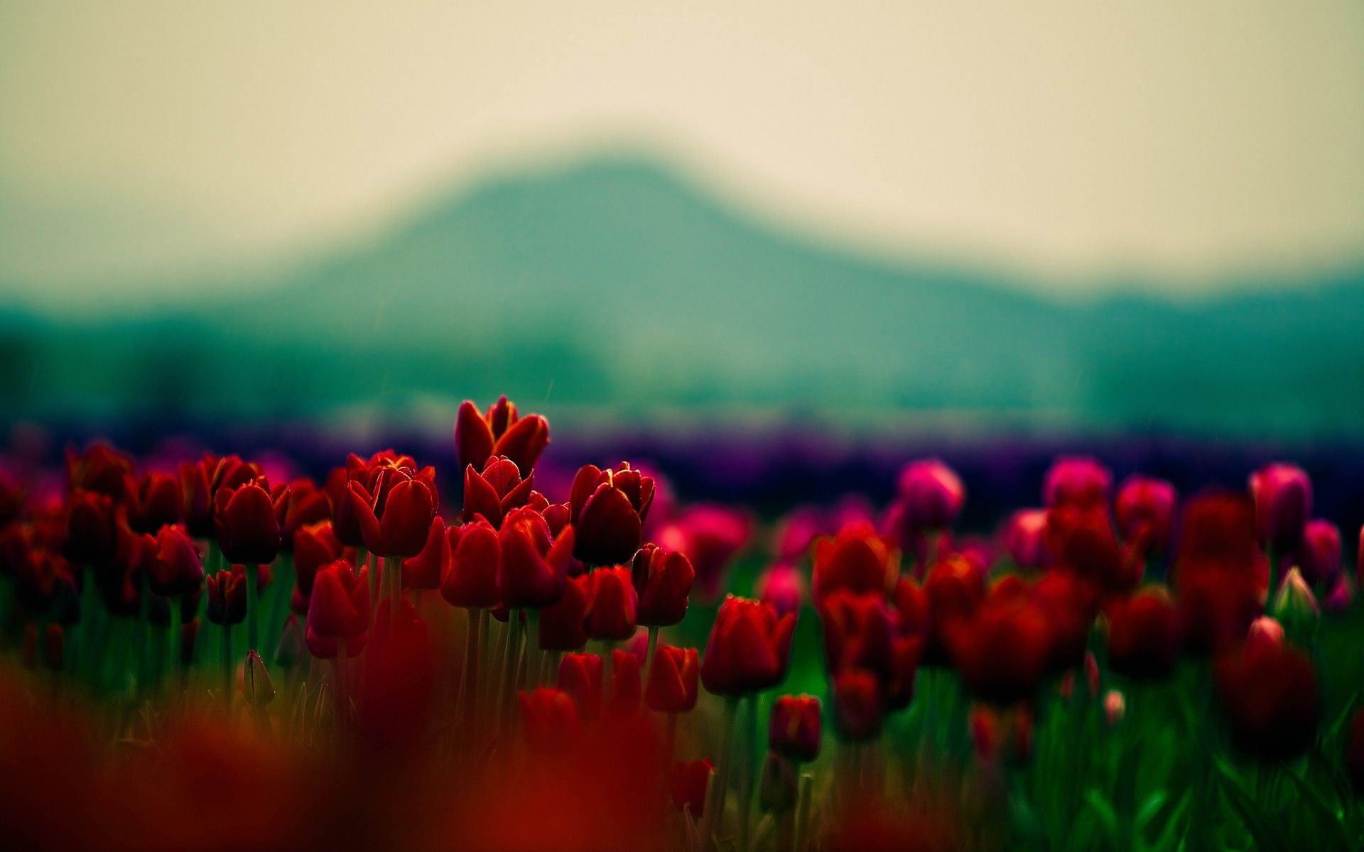 Fondo de pantalla de tulipán 1920x1200