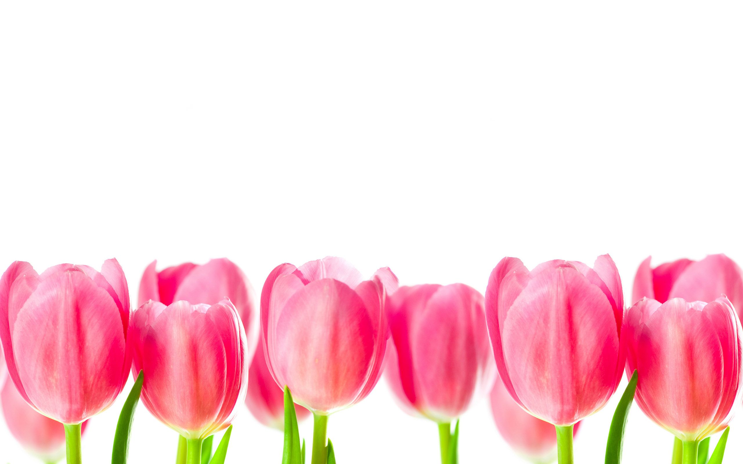 Fondo de pantalla de tulipán 2560x1600