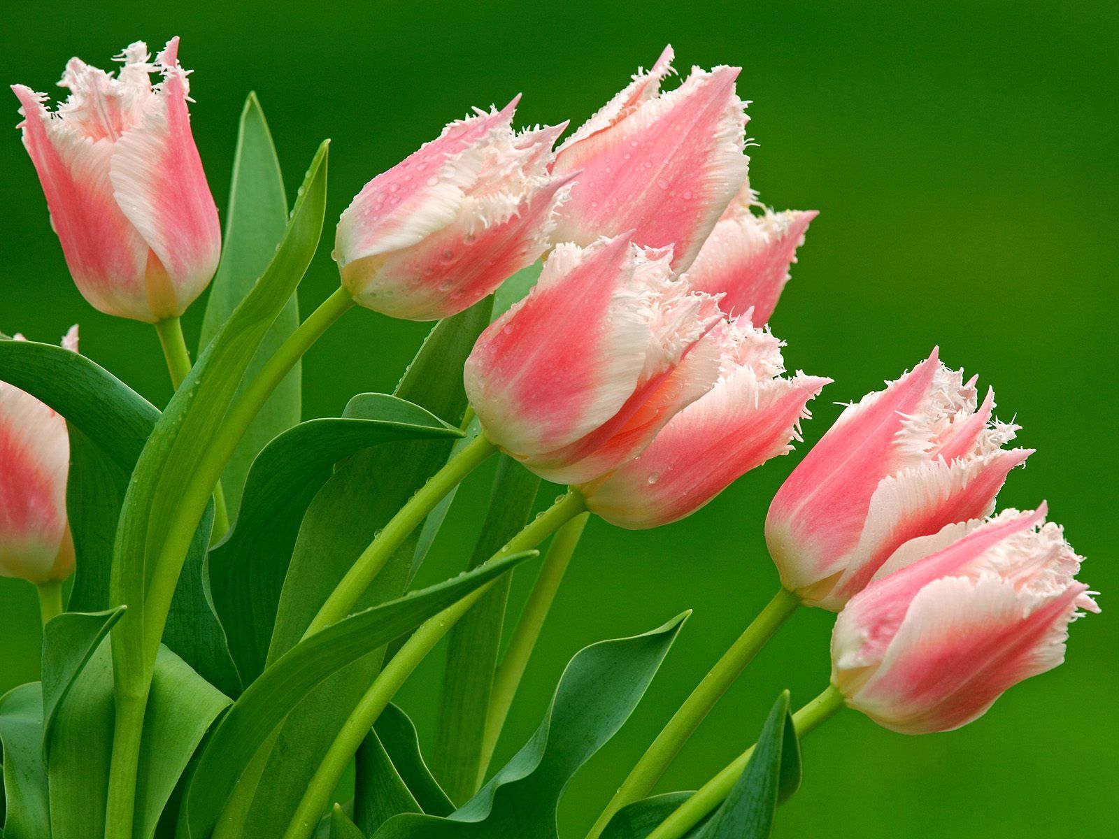 Fondo de pantalla de tulipán 1600x1200