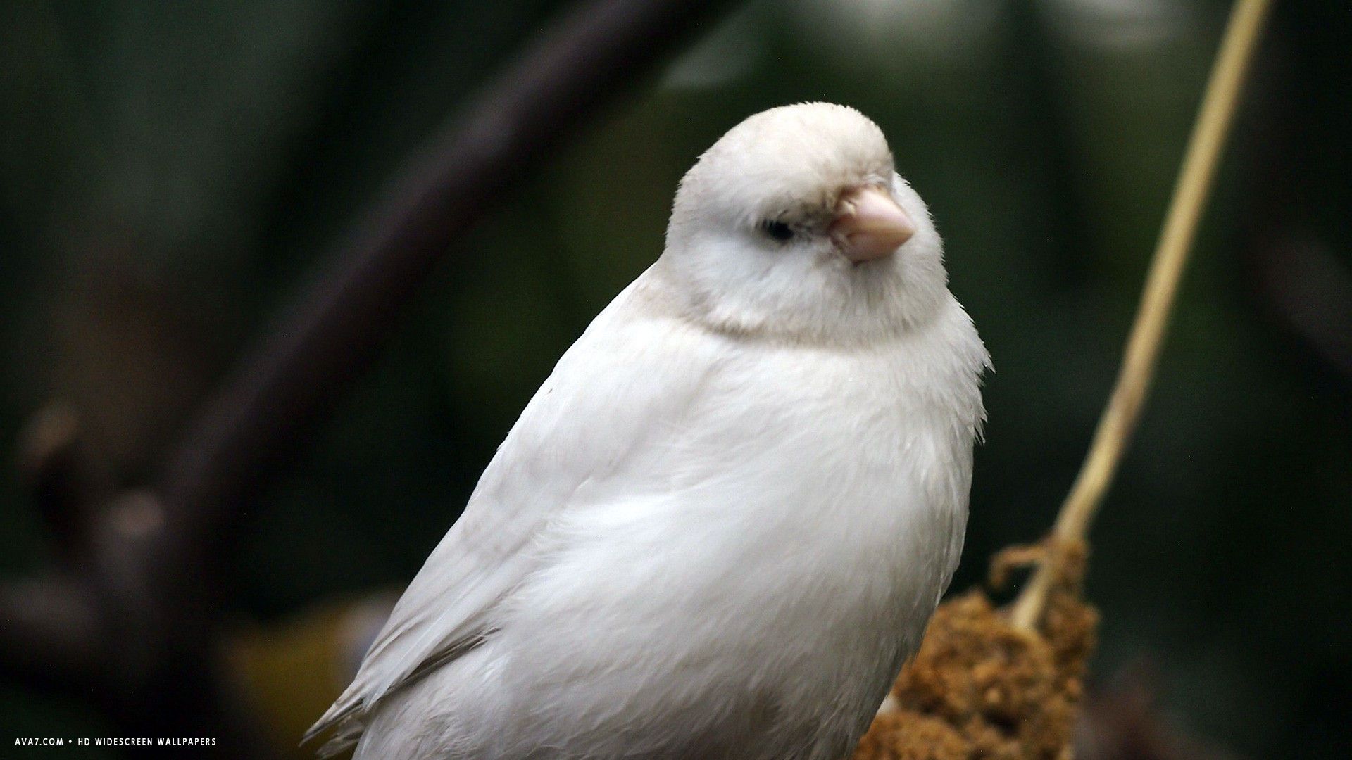 Fondo de pantalla panorámica / fondo de pantalla panorámica hd de pájaro blanco canario