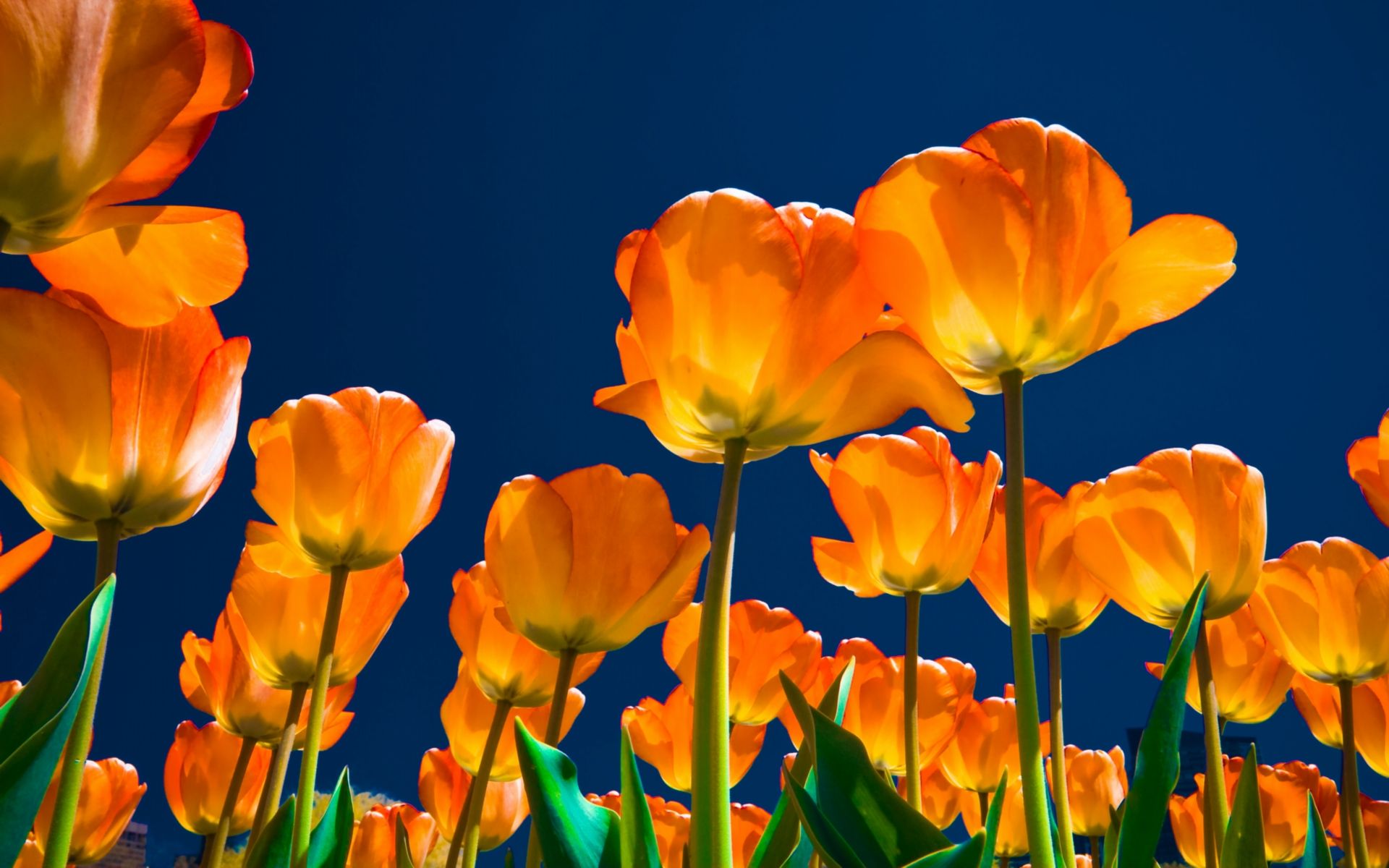 Fondo de pantalla de tulipán 1920x1200