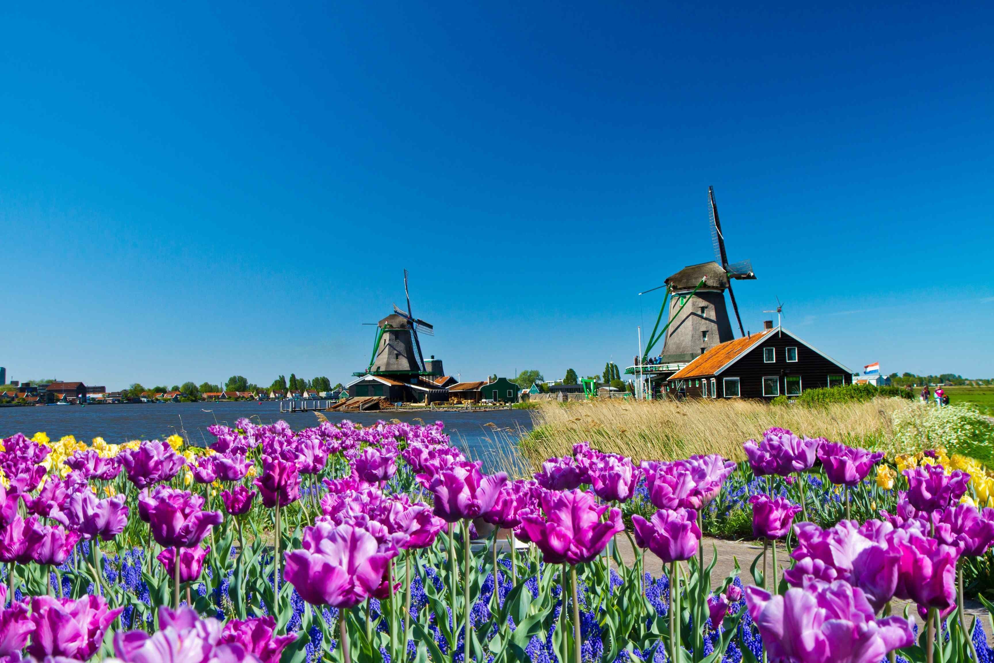 Fondo de pantalla de tulipán 3456x2304