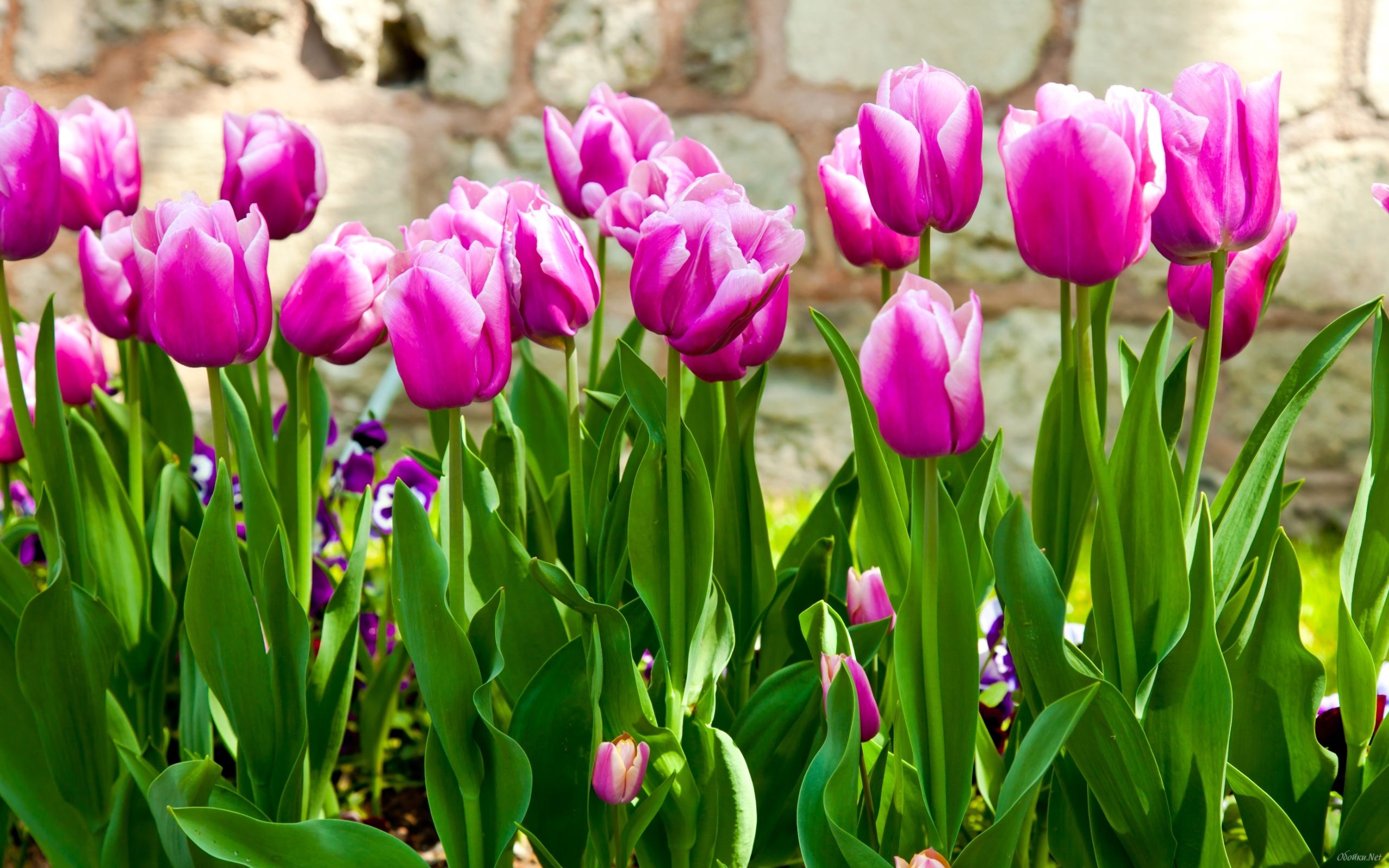 Fondo de pantalla de tulipán 2560x1600