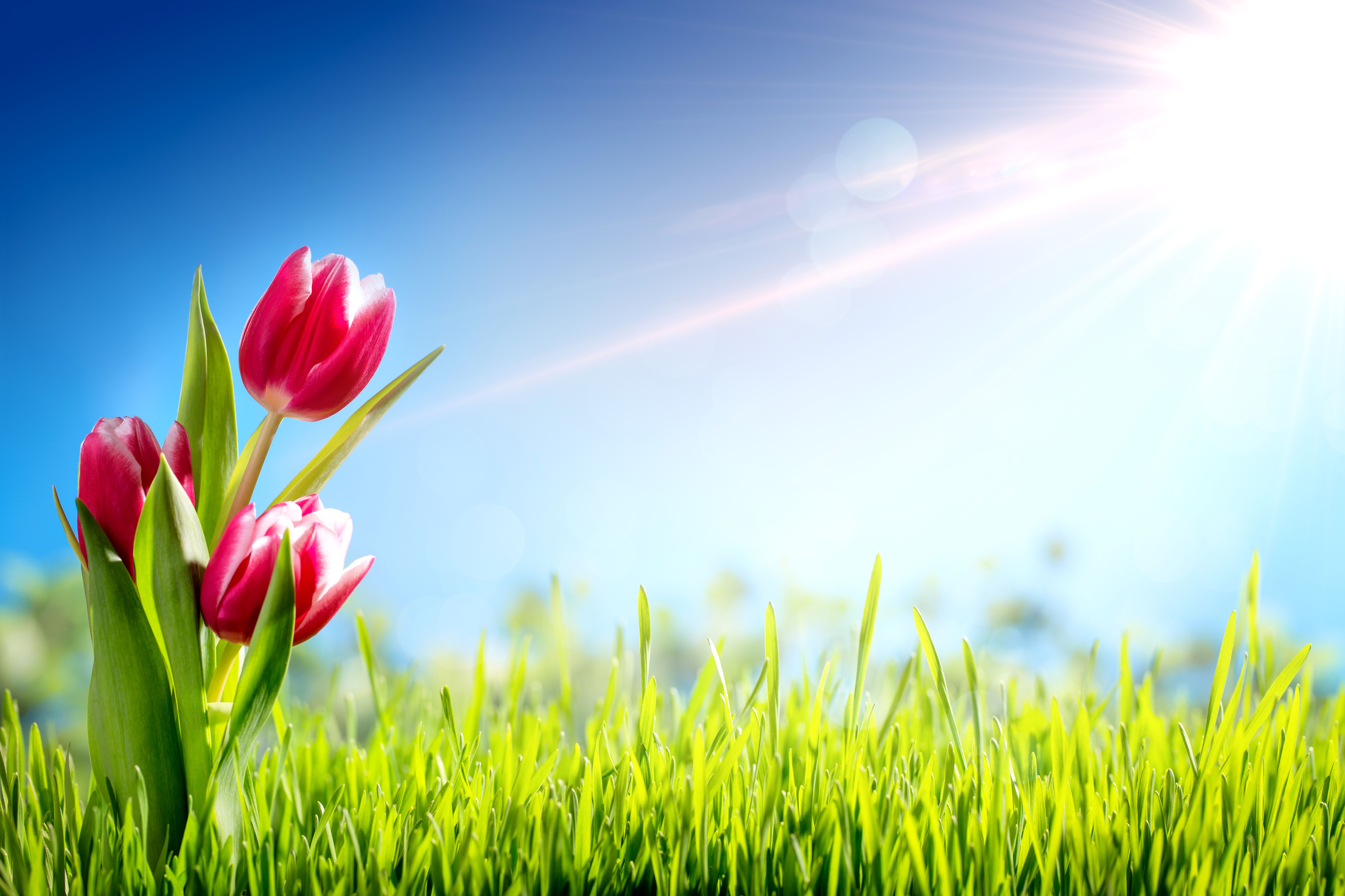 Fondo de pantalla de tulipán 5760x3840